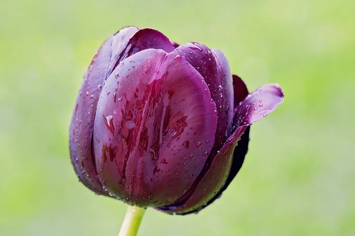 郁金香，花，开花，开花，紫罗兰，美丽，潮湿，一滴水