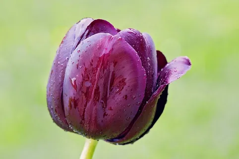 郁金香,花,开花,开花,紫罗兰,美丽,潮湿,一滴水 郁金香,花,开花,开花,紫罗兰,美丽,潮湿,一滴水