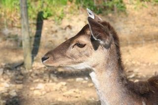 鹿，自然，森林，动物，森林动物，一种动物，动物主题，野生动物