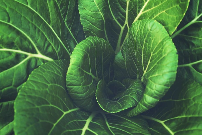 食物、图案、农业、植物、生物学、特写、颜色、食用