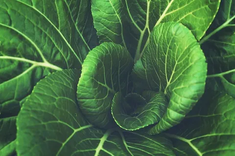 食物、图案、农业、植物、生物学、特写、颜色、食用 食物、图案、农业、植物、生物学、特写、颜色、食用