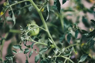 花园里的花、水果和蔬菜