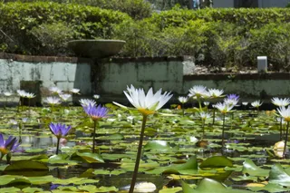 美国，梅特兰，艺术和历史博物馆-梅特兰、池塘、自然、lillypad、花、水