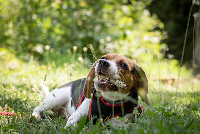 成年比格犬躺在草地上啃骨头的选择性聚焦摄影