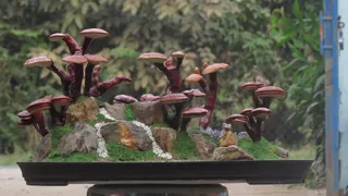 灵芝景观, 灵芝景观, 微型灵芝, 灵芝盆景, 一天, 没有人, 性质, 动物