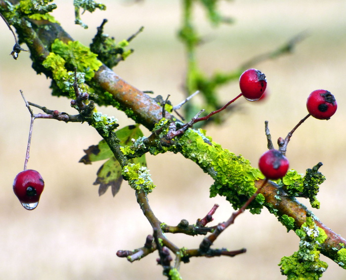 海湾、秋季、红色、树枝、树叶、植物、自然、水果