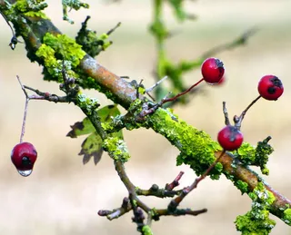 海湾、秋季、红色、树枝、树叶、植物、自然、水果