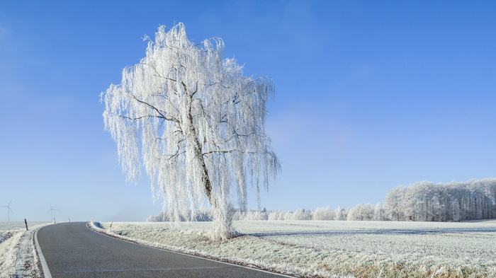 冬梦，冬天，路，雪，白霜，白雪覆盖的草地，森林，冬天