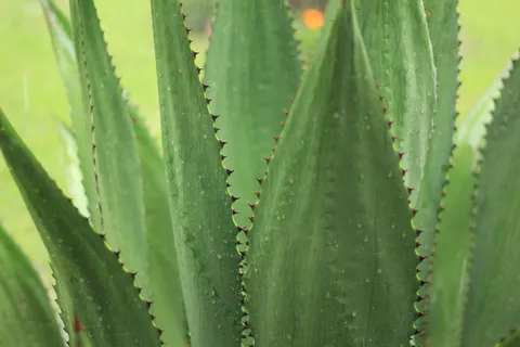聚焦摄影,绿色,线性,植物,龙舌兰,户外,自然,仙人掌 聚焦摄影,绿色,线性,植物,龙舌兰,户外,自然,仙人掌