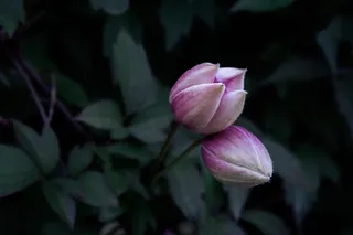 粉色花朵花蕾，花朵，开花植物，植物，新鲜度，自然美，花瓣，特写