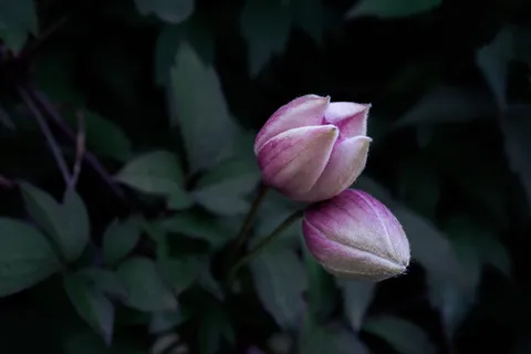 粉色花朵花蕾,花朵,开花植物,植物,新鲜度,自然美,花瓣,特写 粉色花朵花蕾,花朵,开花植物,植物,新鲜度,自然美,花瓣,特写