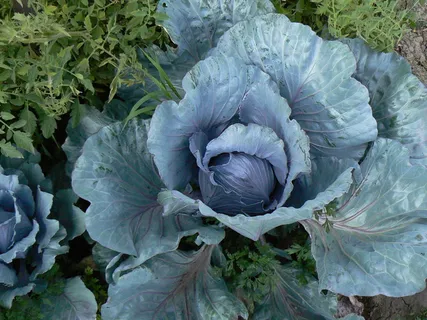 甘蓝、甘蓝、草本、蔬菜、食品、植物、生长、植物部分 甘蓝、甘蓝、草本、蔬菜、食品、植物、生长、植物部分