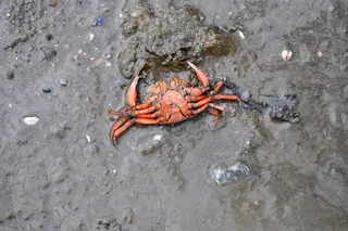 巨蟹座，北海，瓦茨，大海，死巨蟹座，冲上去，死了，一只动物