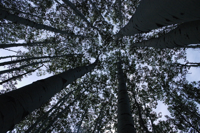 森林，树木，透视图，树木，自然，松树，无人，风景