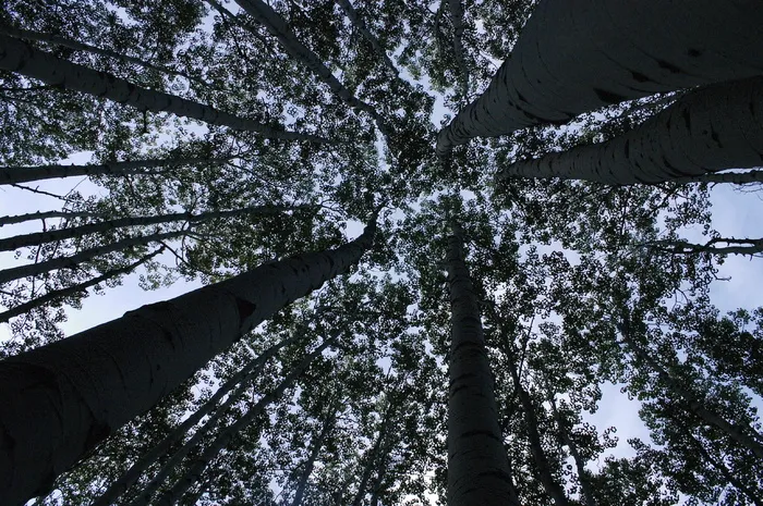 森林，树木，透视图，树木，自然，松树，无人，风景