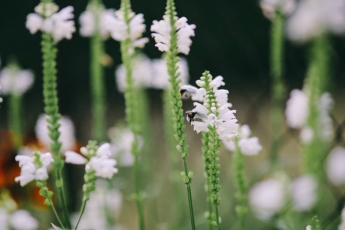 花园里的花、水果和蔬菜