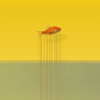 鱼，水滴，艺术，一个动物，动物主题，野生动物，野生动物，没有人