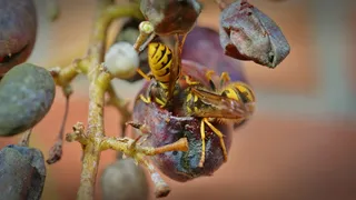 黄蜂，葡萄，吞食，黄蜂吞食，葡萄藤保护，昆虫伤害，昆虫保护，黄蜂吃葡萄