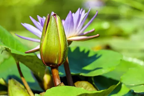 紫色,花卉摄影,白天,花卉,花蕾,绿色,池塘,植物学 紫色,花卉摄影,白天,花卉,花蕾,绿色,池塘,植物学