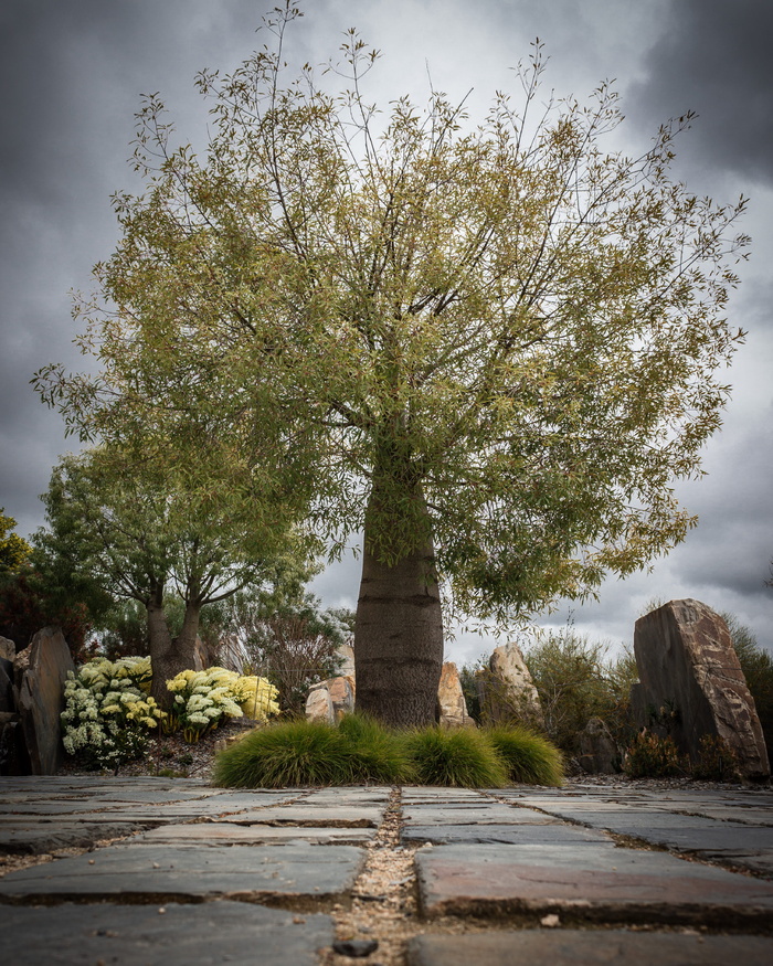 宏伟、透视、绿色、巨蟒、树木、植物、自然、天空
