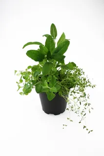 草药、牛至、百里香、鼠尾草、叶子、绿色、植物、新鲜度 草药、牛至、百里香、鼠尾草、叶子、绿色、植物、新鲜度