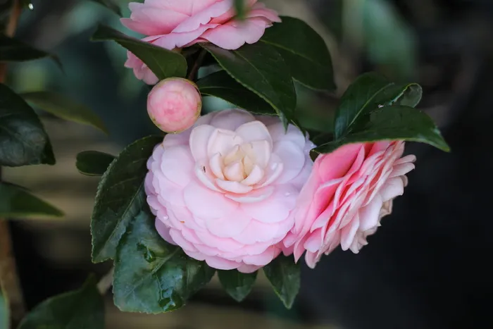山茶花，花朵，粉色，完美，粉色完美，叶子，新鲜度，牡丹