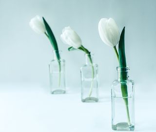 白色，郁金香花，透明，玻璃瓶，郁金香，花，自然