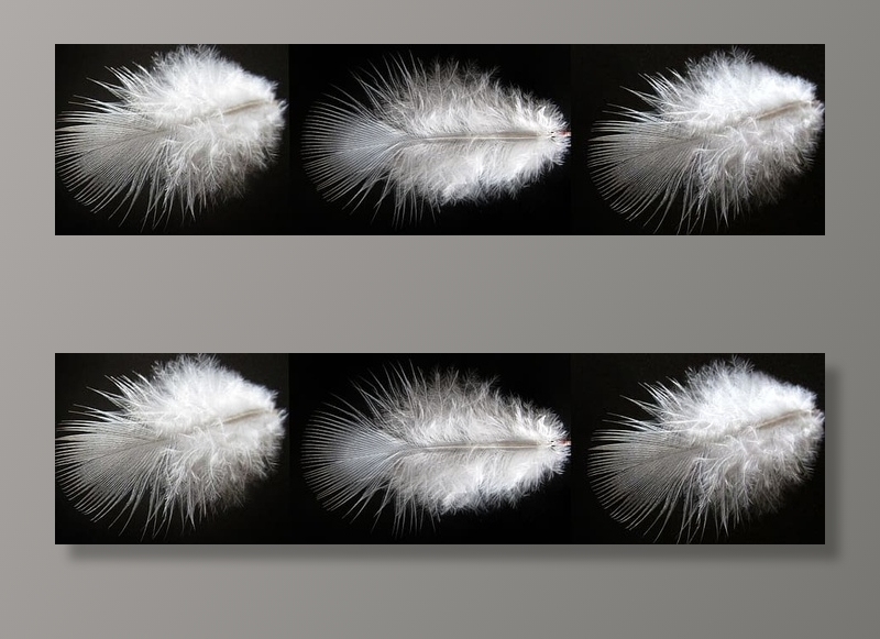 自然、羽毛、桌面、绒毛、全景、无人、特写、白色