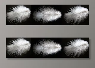 自然、羽毛、桌面、绒毛、全景、无人、特写、白色