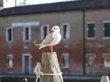 鸟类、建筑、大城市、天空、户外、鸟类、脊椎动物、动物主题