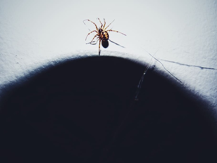 蜘蛛，恐怖，虫子，墙纸，闪光，明亮，网，蜘蛛网