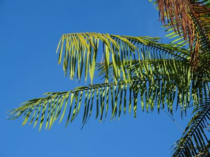 cayenne，法属圭亚那，自然，蓝色，叶子，棕榈树，天空，棕榈叶