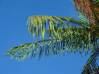 cayenne，法属圭亚那，自然，蓝色，叶子，棕榈树，天空，棕榈叶