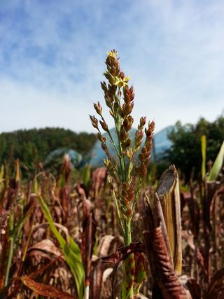 营养，价值，小米，营养价值，小米的营养价值，自然，秋季，农业