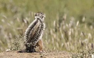 松鼠在田野上的照片
