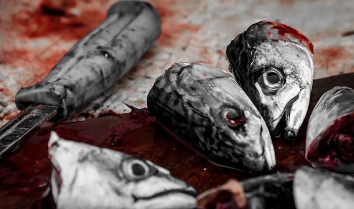 鱼，血，头，肉，食物，死亡，血，死亡