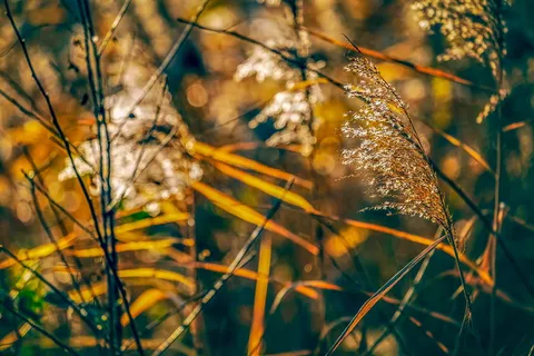 芦苇、植物、自然、河岸、日落、背光、草、结构