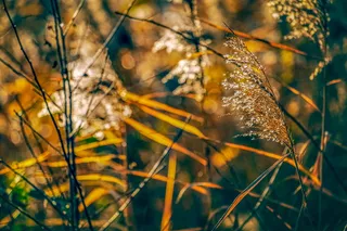 芦苇、植物、自然、河岸、日落、背光、草、结构