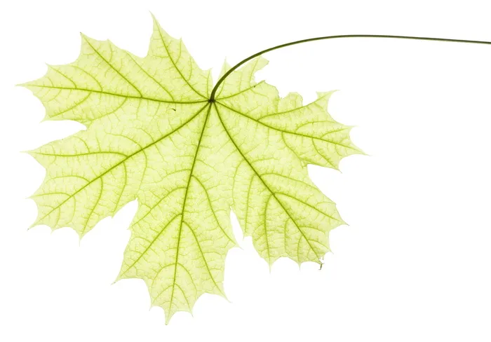 特写、孤立、树叶、嫩脉、绿色、水平、田野、夏季