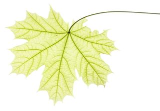 特写、孤立、树叶、嫩脉、绿色、水平、田野、夏季