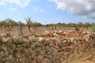 马洛卡，景观，石墙，干墙，干石墙，墙，砖石，自然