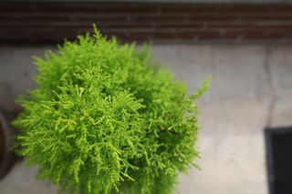 印第安纳波利斯艺术博物馆，美国，印第安纳波利斯，灰色，树叶，树木，砖块，ima