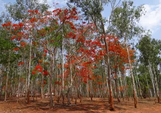 桉树，树木，森林，开花，桉树，delonix regia，dharwad，印度