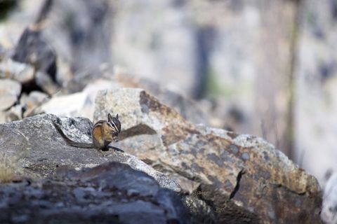 花栗鼠、松鼠、哺乳动物、啮齿动物、小型、生物、动物、野生动物