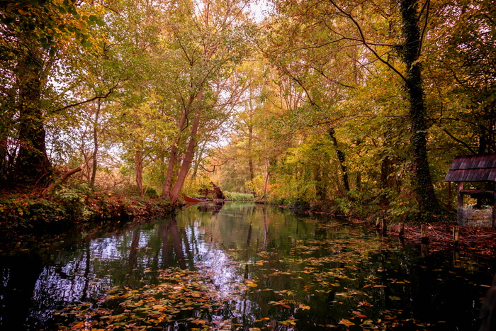 spreewald、水、通道、景观、深度、树木、森林、自然