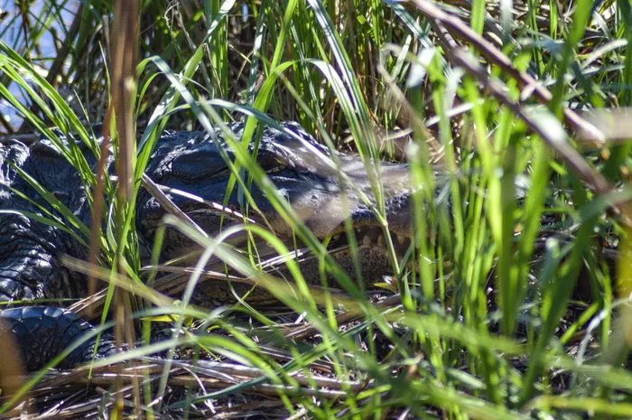 美国，拉韦内尔，caw caw解释中心，植物，野生动物，野生动物，动物，脊椎动物