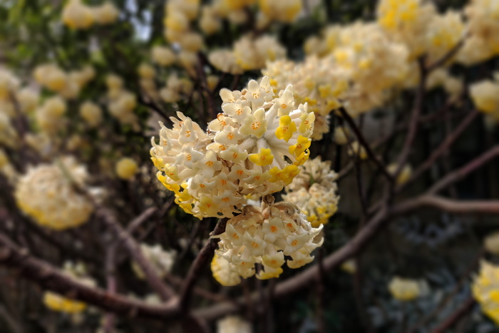 植物，花，花，灌木，植被，芽，芽，芹菜科