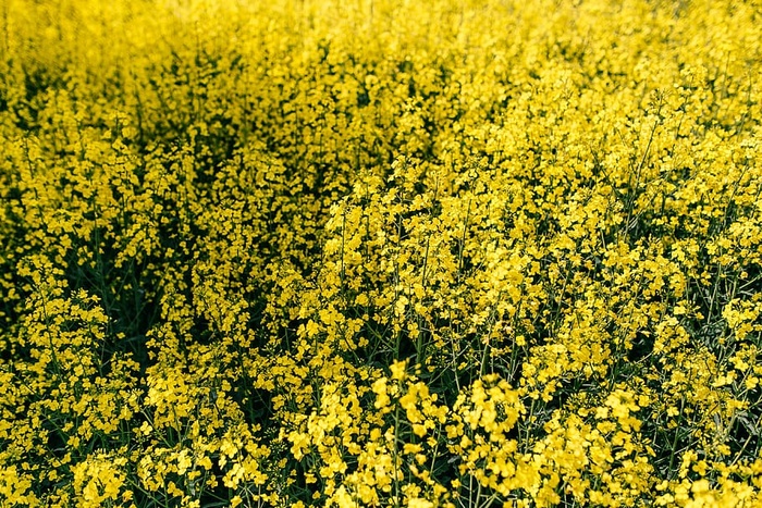 阳光明媚的油菜田