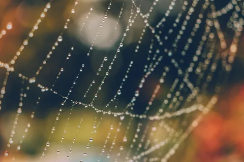 web上的水滴 web上的水滴
