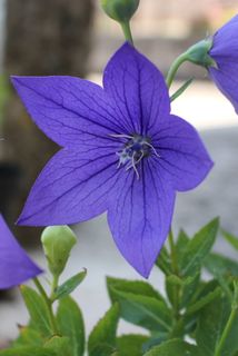 日本风铃花,风铃花,花,花园,自然,开花,花卉,植物 日本风铃花,风铃花,花,花园,自然,开花,花卉,植物